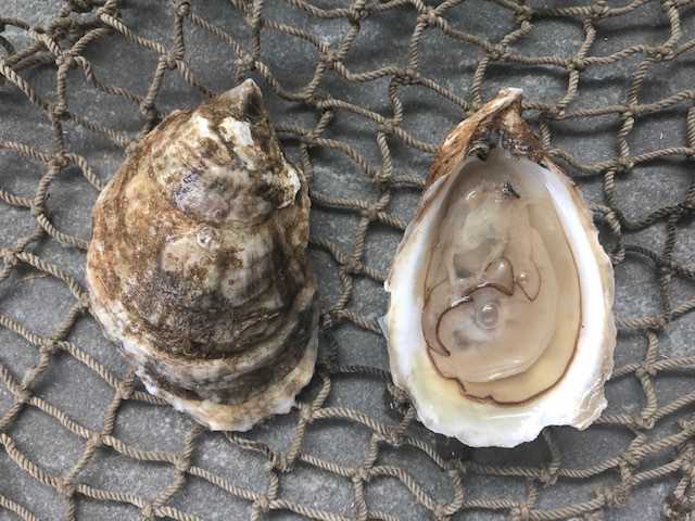Raspberry Point Oyster - 25 count